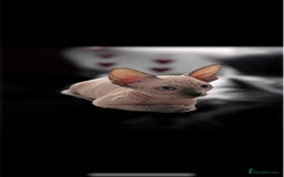 Sphynx cats for sale: Pedigree Sphynx kittens Tica Registered - Image 3