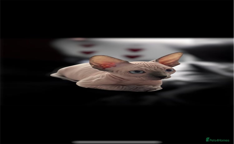 Sphynx cats - Advert 3