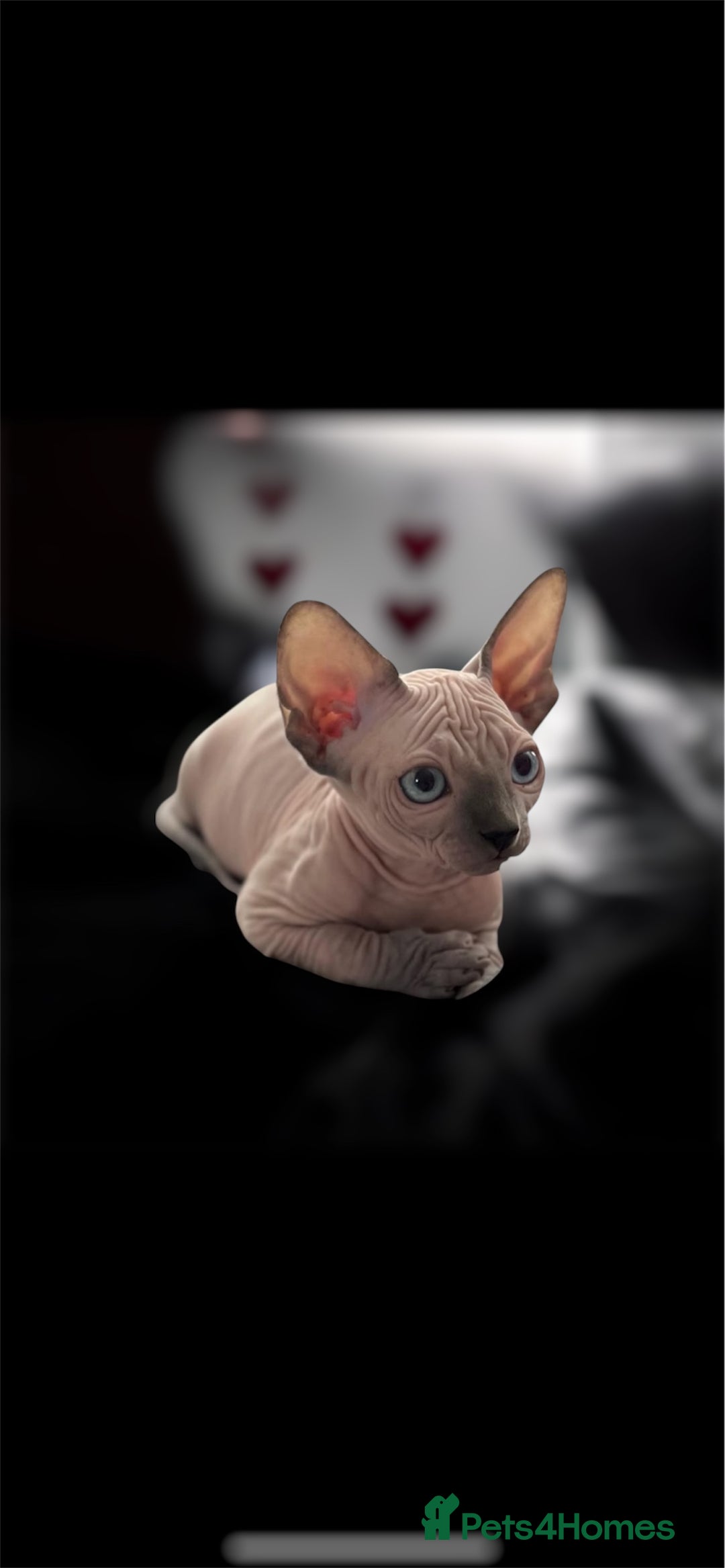 Sphynx cats for sale: Pedigree Sphynx kittens Tica Registered - Image 3