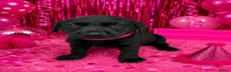 Labrador Retriever dogs for sale: KC Labrador puppies from health screened parents  - Advert 2