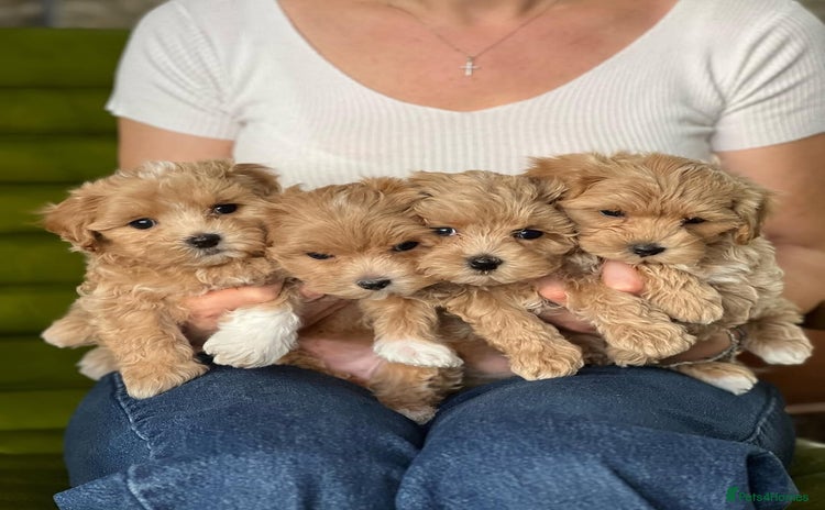 Maltipoo dogs - Advert 9