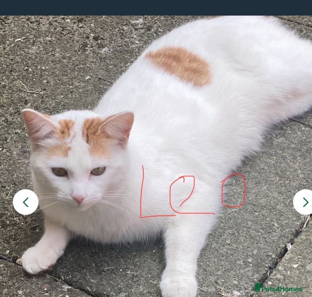 Mixed Breed cats for sale: Calico cat - Image 2