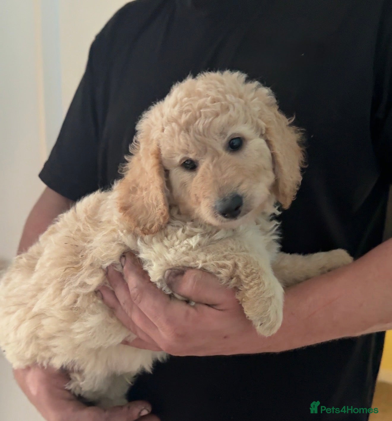 Mini Goldendoodle dogs F1B Mini Goldendoodles 3 girls & 4 boys available - Advert 2