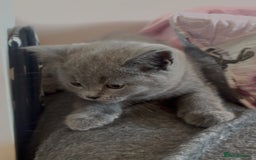 British Shorthair cats for sale: BSH Blue, White rare, Cream, Grey adorable kittens - Image 13