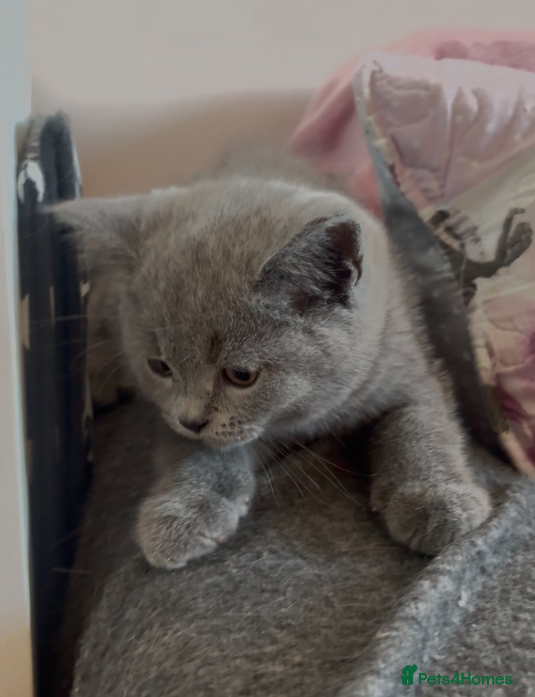 British Shorthair cats for sale: BSH Blue, White rare, Cream, Grey adorable kittens - Image 13