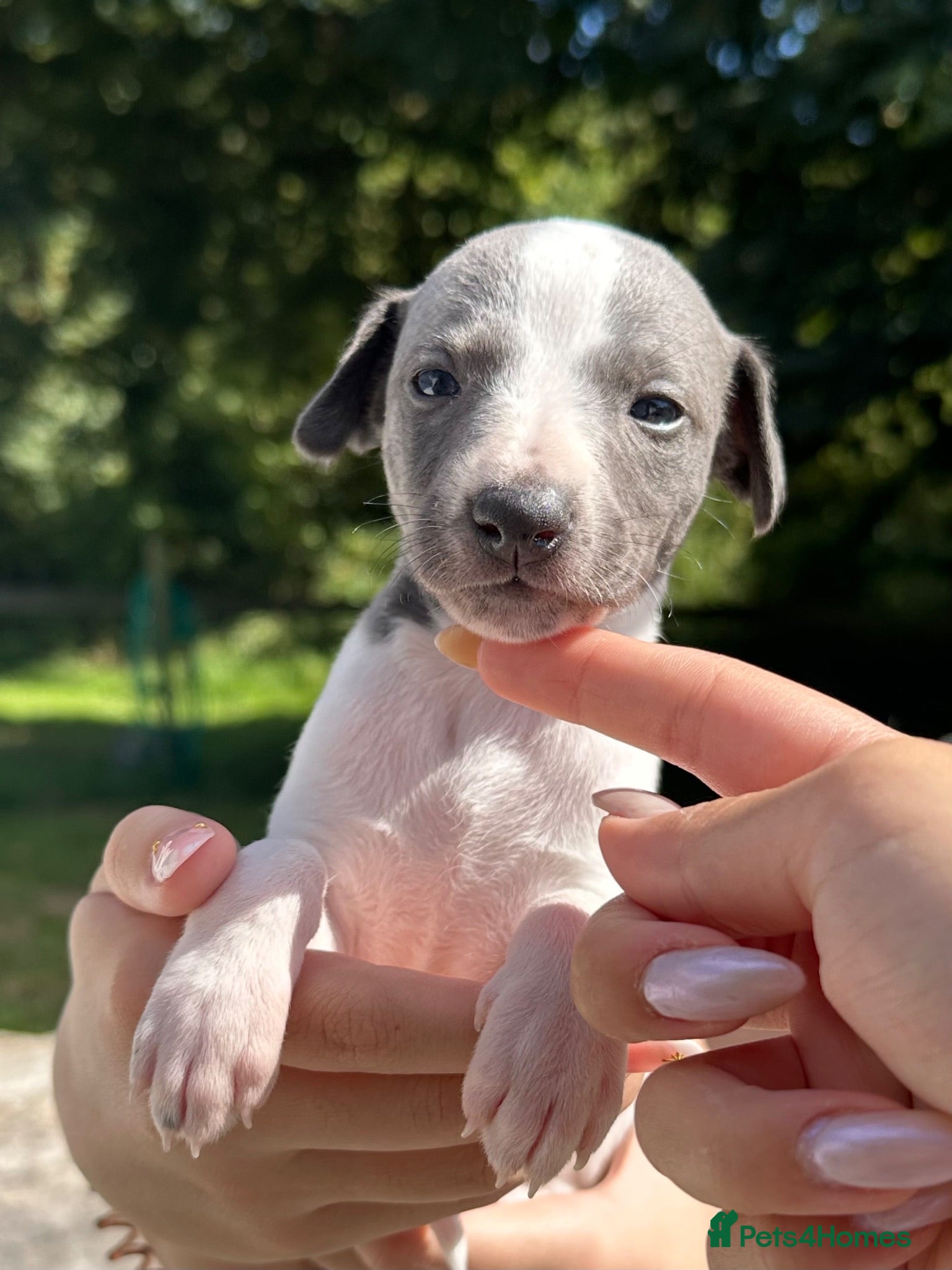 Whippet dogs 🐾 Beautiful Whippet Puppies Available 🐾 - Advert 1
