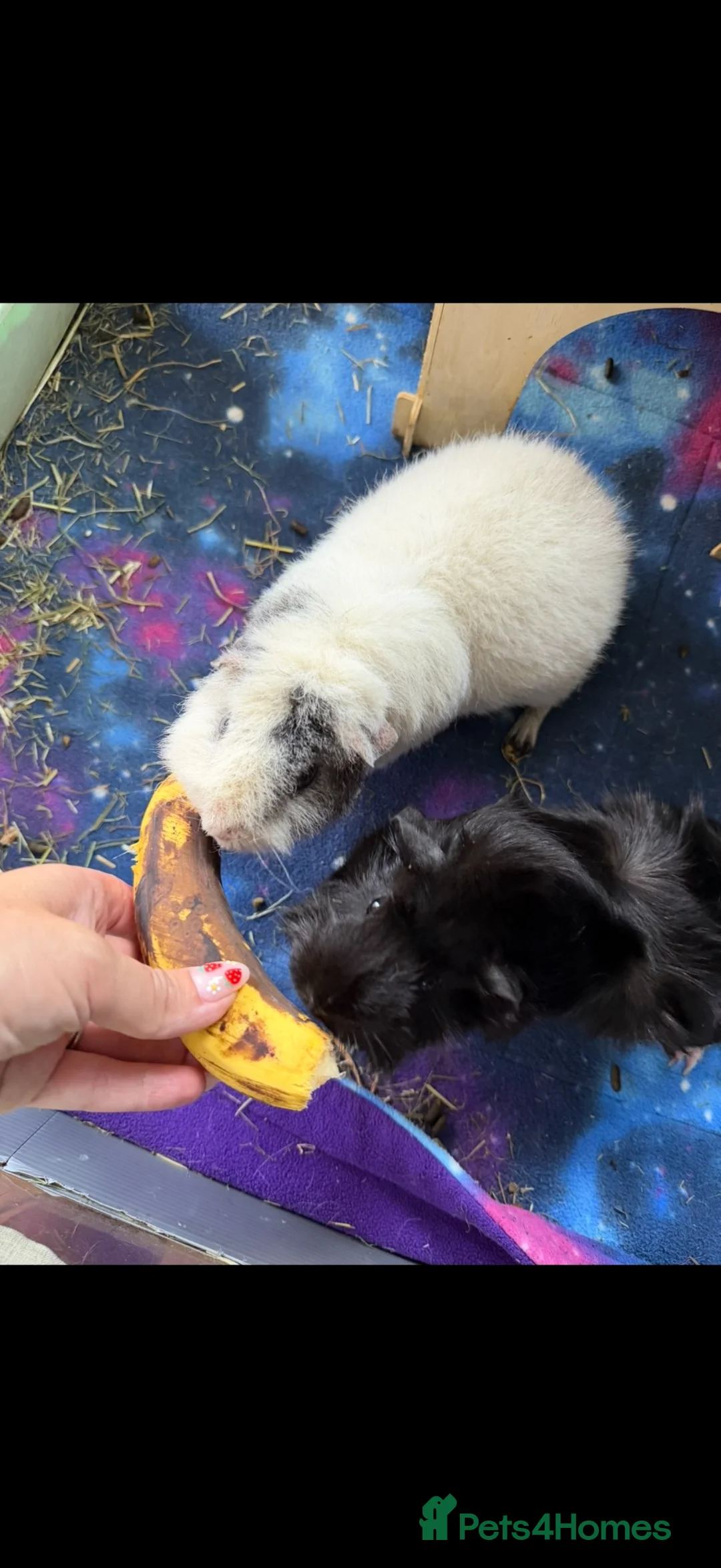 Guinea Pig rodents for sale: Trio of female guineapigs  in Wickford - Advert 2