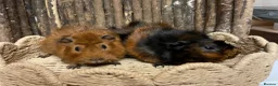 Guinea Pig rodents for sale: Beautiful Pair of Male Abyssinian Guinea Pigs - Advert 3