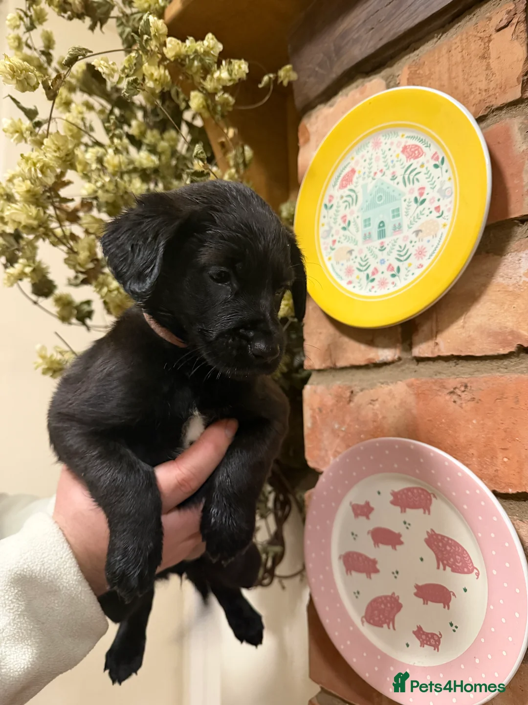 Mixed Breed dogs for sale: Belgian mal/working cocker spaniel  - Advert 15