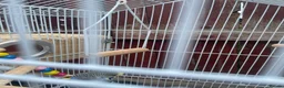 Budgerigars birds for sale: 4 budgies for sale 2 tamed  in Northampton - Advert 2