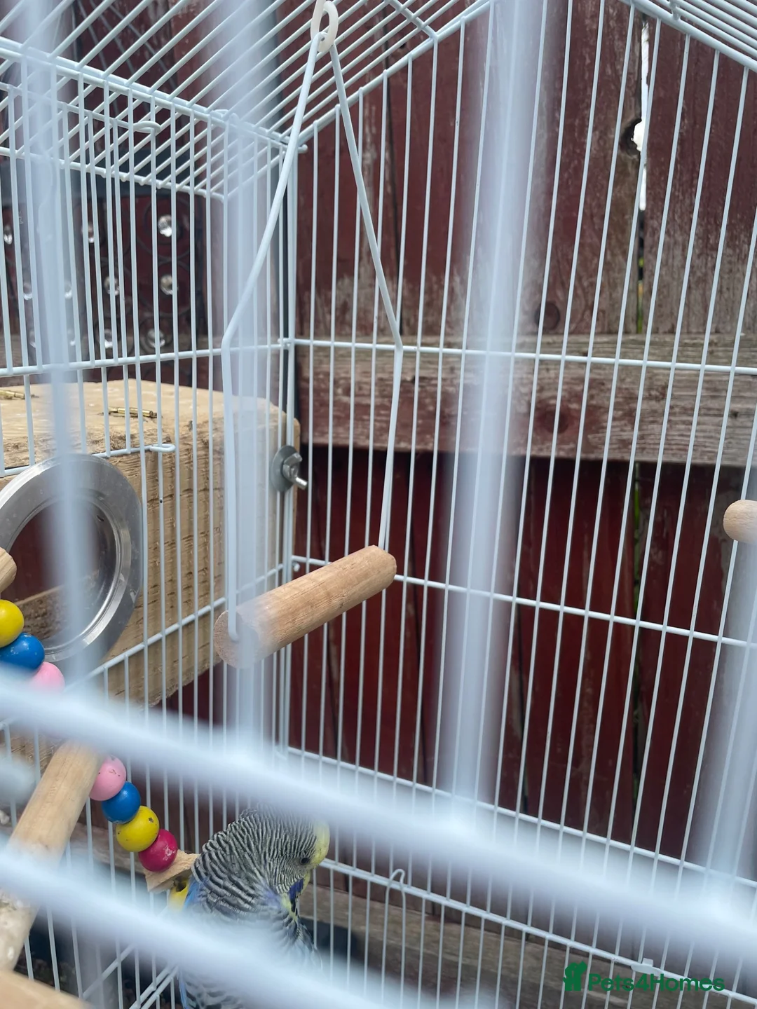 Budgerigars birds for sale: 4 budgies for sale 2 tamed  in Northampton - Advert 2