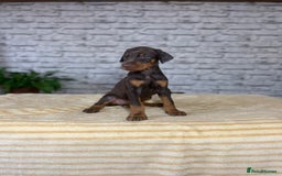 Dobermann dogs for sale: Dobermann puppies Champion bloodline, kc reg - Image 12