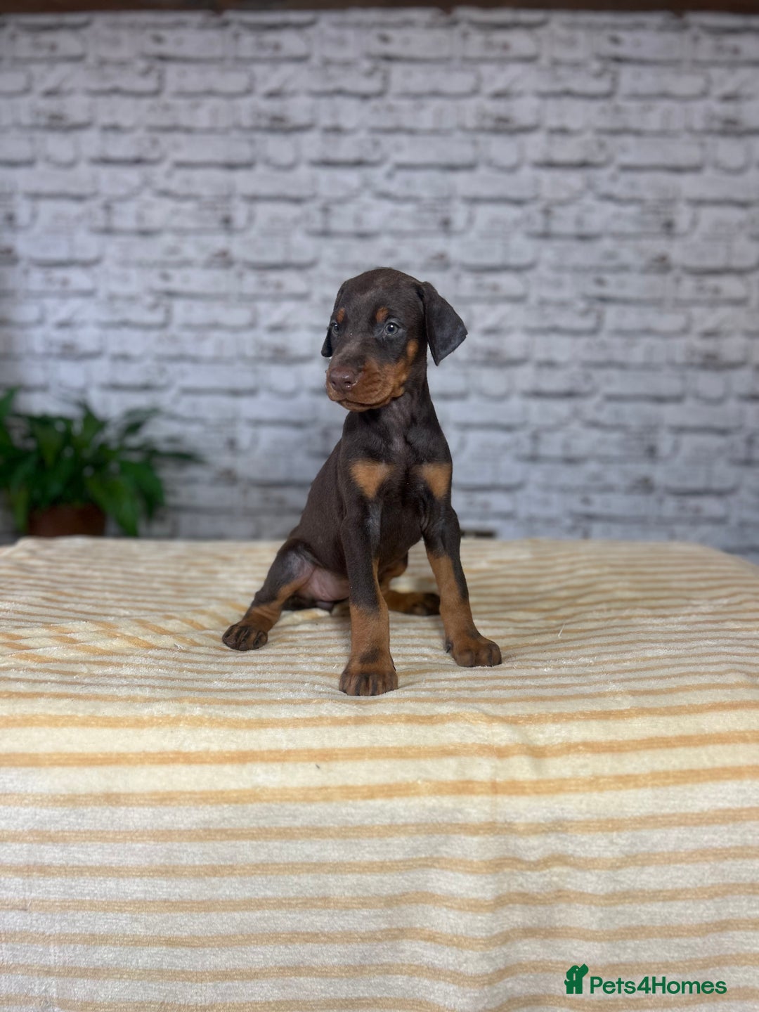 Dobermann dogs for sale: Dobermann puppies Champion bloodline, kc reg - Image 12