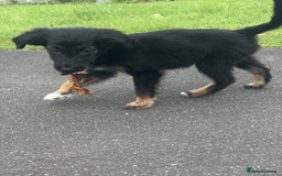 Mixed Breed dogs for sale: 🐾 Adorable Puppy Looking for His Forever Home 🐾 - Image 1