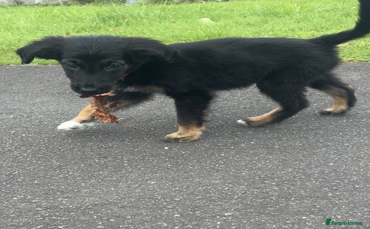 Mixed Breed dogs - Advert 1