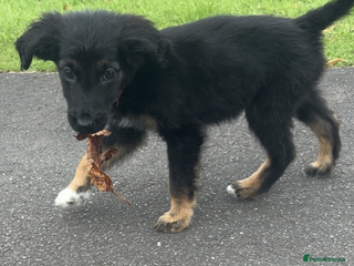 Mixed Breed dogs - Advert 21