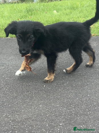 Mixed Breed dogs - Advert 17