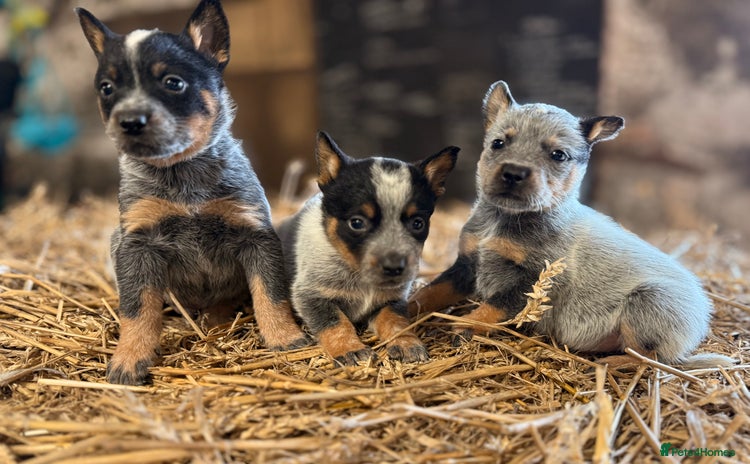 Australian Cattle Dog dogs - Advert 1