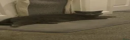 British Shorthair cats for sale: Kiwi British shorthair female  - Advert 3