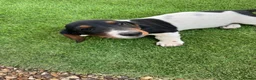 Miniature Dachshund dogs for sale: Miniature Dachshunds 1 girl left Ready 2 leave now - Advert 14
