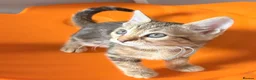 Bengal cats for sale: Last Caramel/Brown Marble girl  - Advert 1
