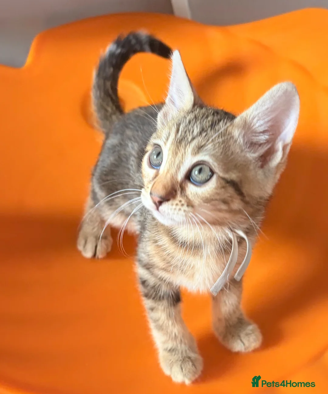 Bengal cats for sale: Last Caramel/Brown Marble girl  - Advert 1
