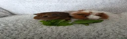 Guinea Pig rodents for sale: Boys rt1 19th july - Advert 3