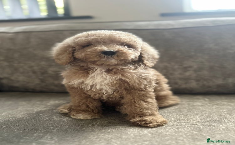 Goldendoodle dogs Adorable golden doodles - Advert 2