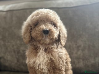 Goldendoodle dogs Adorable golden doodles - Advert 1