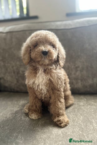 Goldendoodle dogs Adorable golden doodles - Advert 2