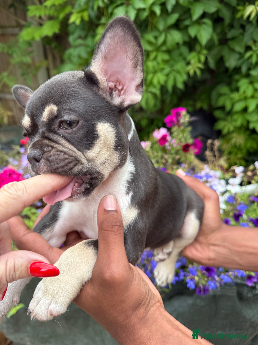 French Bulldog dogs for sale: French bulldog puppies ready now. - Image 12