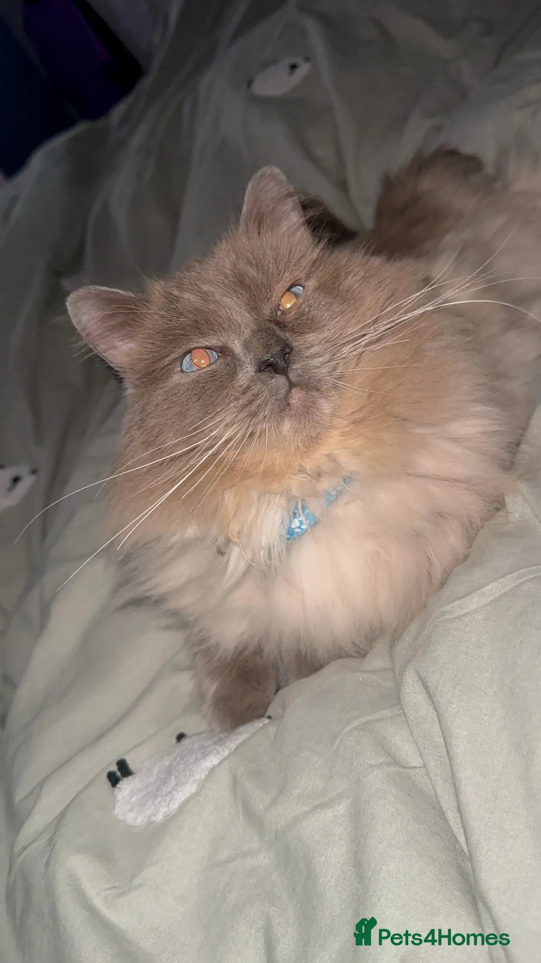 Ragdoll cats for sale: 2 ragdoll cats  - Advert 3