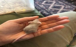 Mouse rodents for sale: All males on photos - Image 5