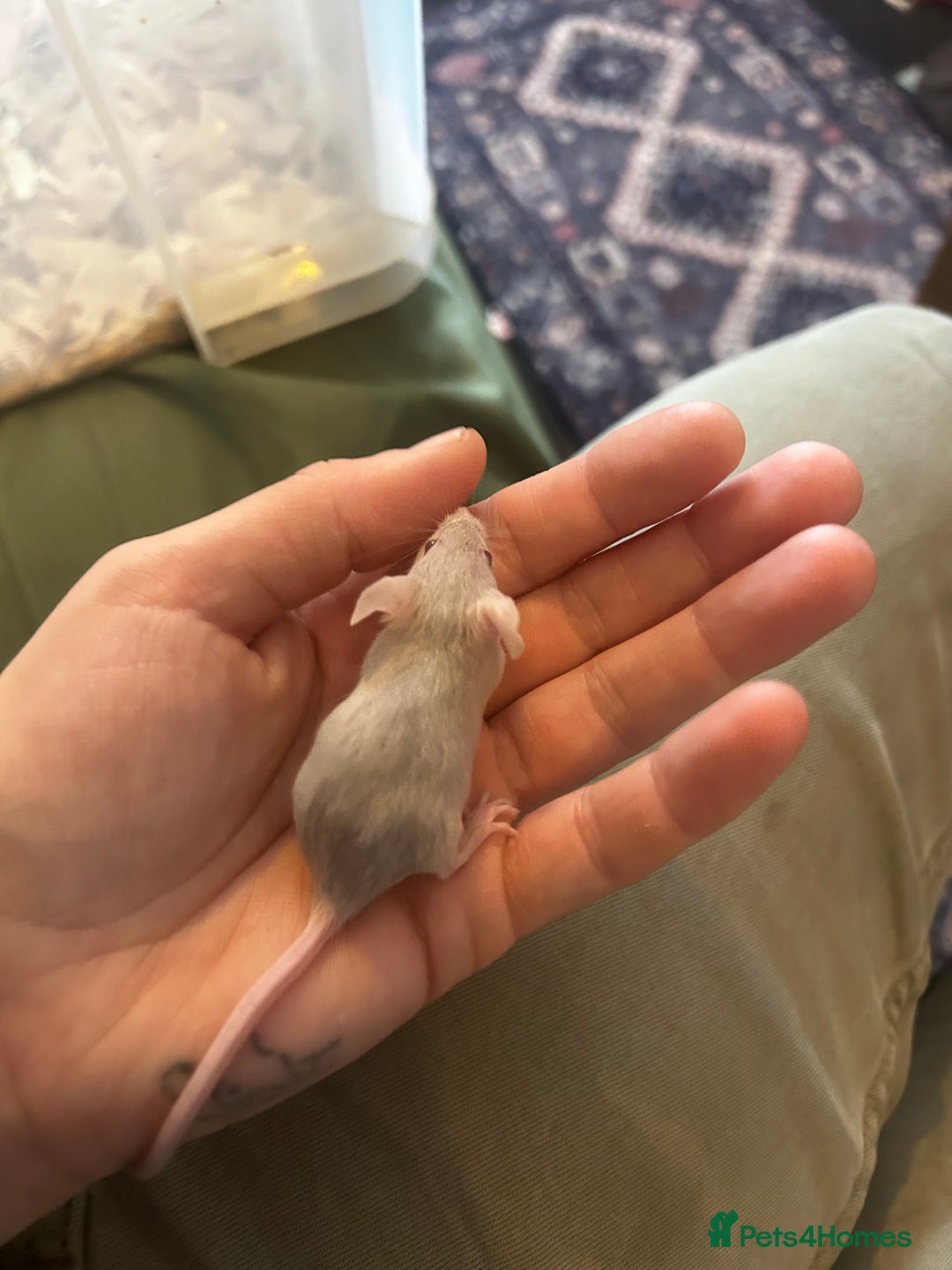 Mouse rodents for sale: All males on photos - Image 5
