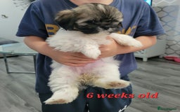 Shih Tzu dogs for sale: SHIH TZU PUPPIES - Image 4