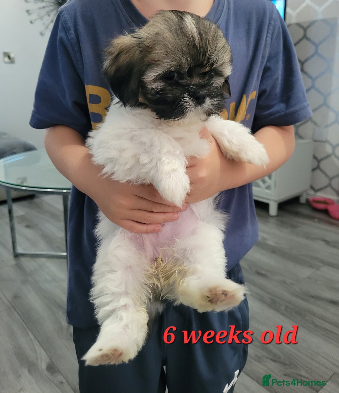 Shih Tzu dogs for sale: SHIH TZU PUPPIES - Image 4