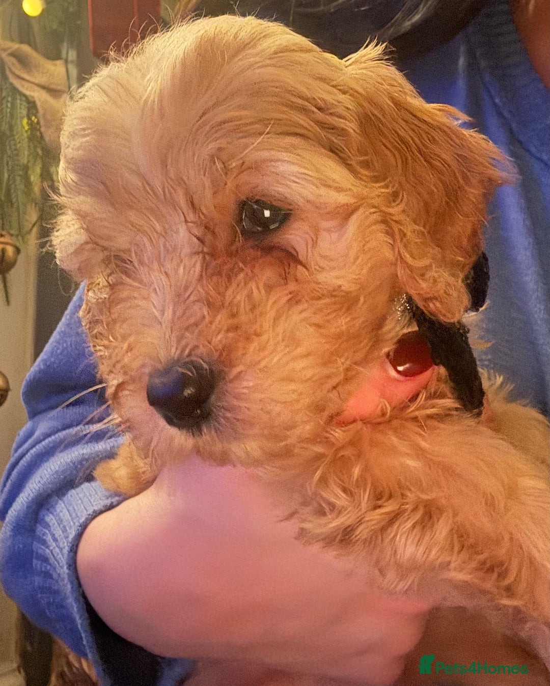 Cockapoo dogs for sale: ⭐️EXTENSIVELY HEALTH TESTED, COCKAPOO F1B GIRL⭐️ - Advert 13