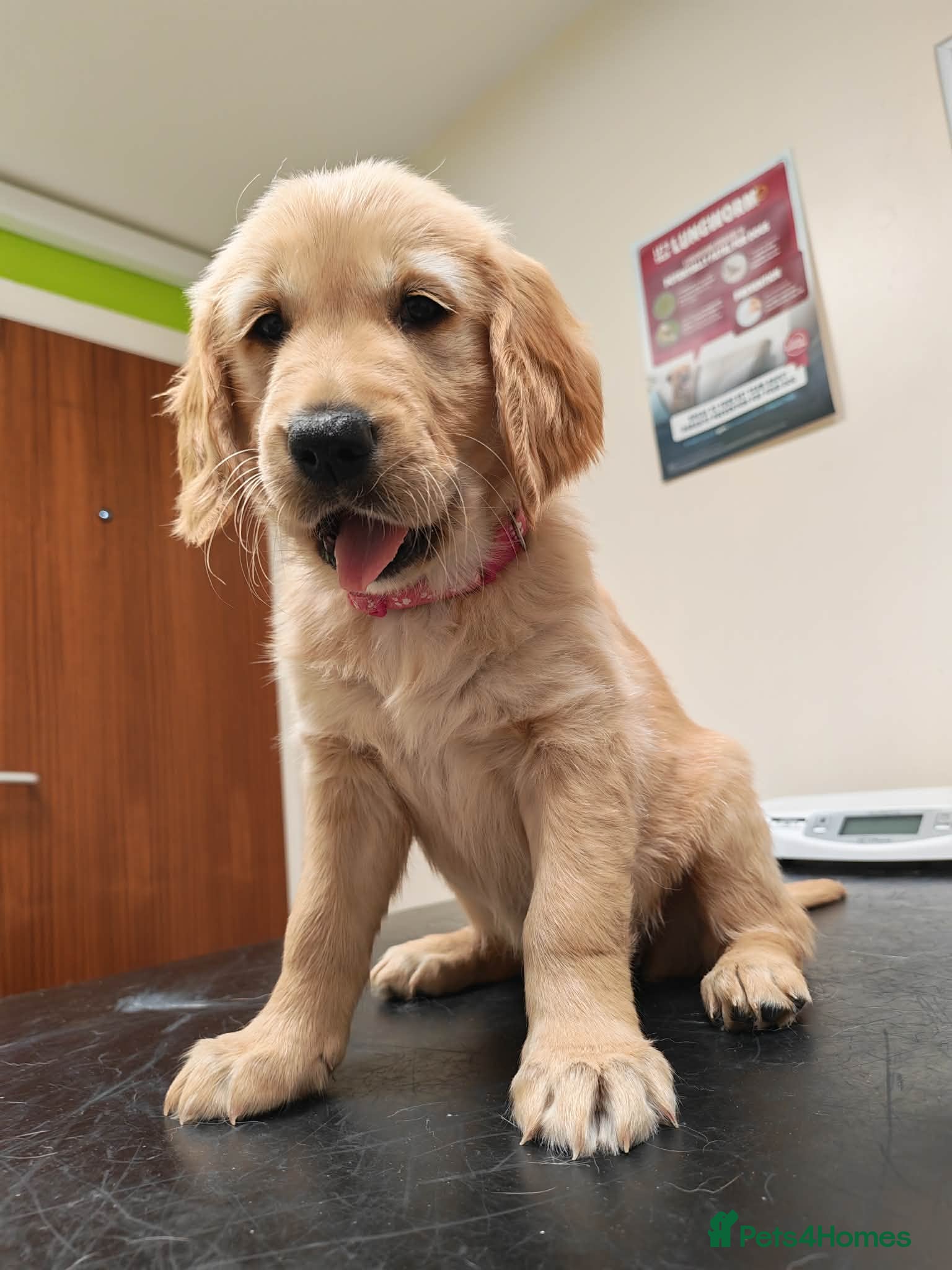 Golden Retriever dogs READY TO RESERVE  - Advert 2