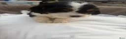 Cocker Spaniel dogs for sale: Show cocker spaniel puppies  - Advert 2