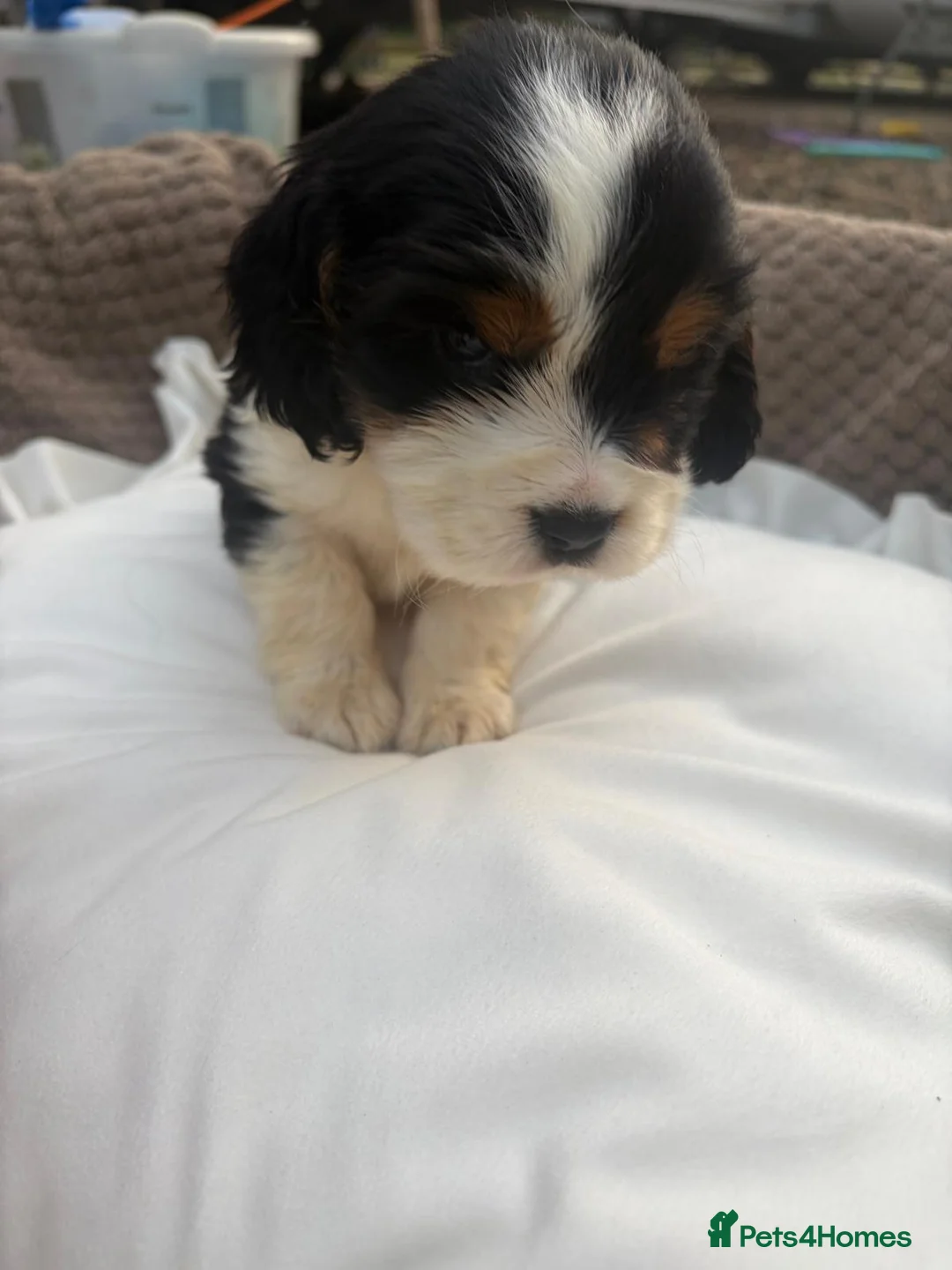 Cocker Spaniel dogs for sale: Show cocker spaniel puppies  - Advert 2