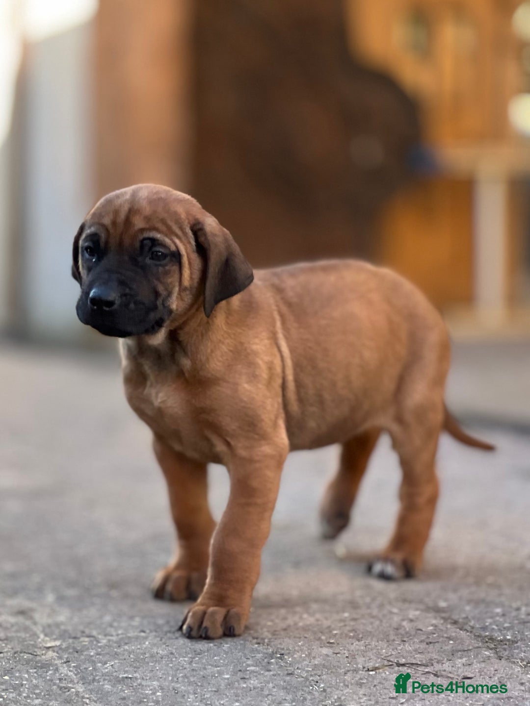 Rhodesian Ridgeback dogs for sale: Six Beautiful female Ridgeback puppies - Advert 8