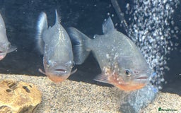 Piranhas fish for sale: Red Belly Piranhas - Image 10
