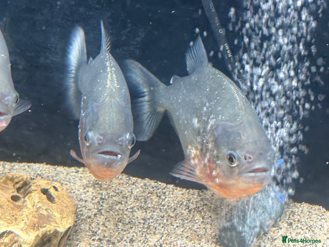 Piranhas fish for sale: Red Belly Piranhas - Image 10