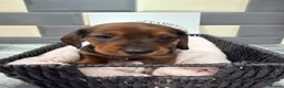 Miniature Dachshund dogs for sale: Outstanding quality Russian bloodline minis - Advert 12