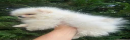 Pomeranian dogs for sale: pomarain pups - Advert 3