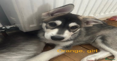 Siberian Husky dogs - Advert 16