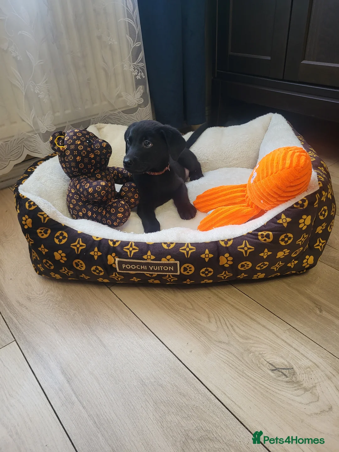 Labrador Retriever dogs for sale: KC registered Labrador Retriever puppies - Advert 12