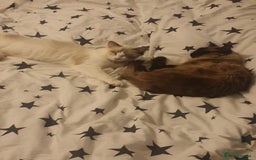 Ragdoll cats for sale: 2 ragdoll cats for rehoming - Image 13
