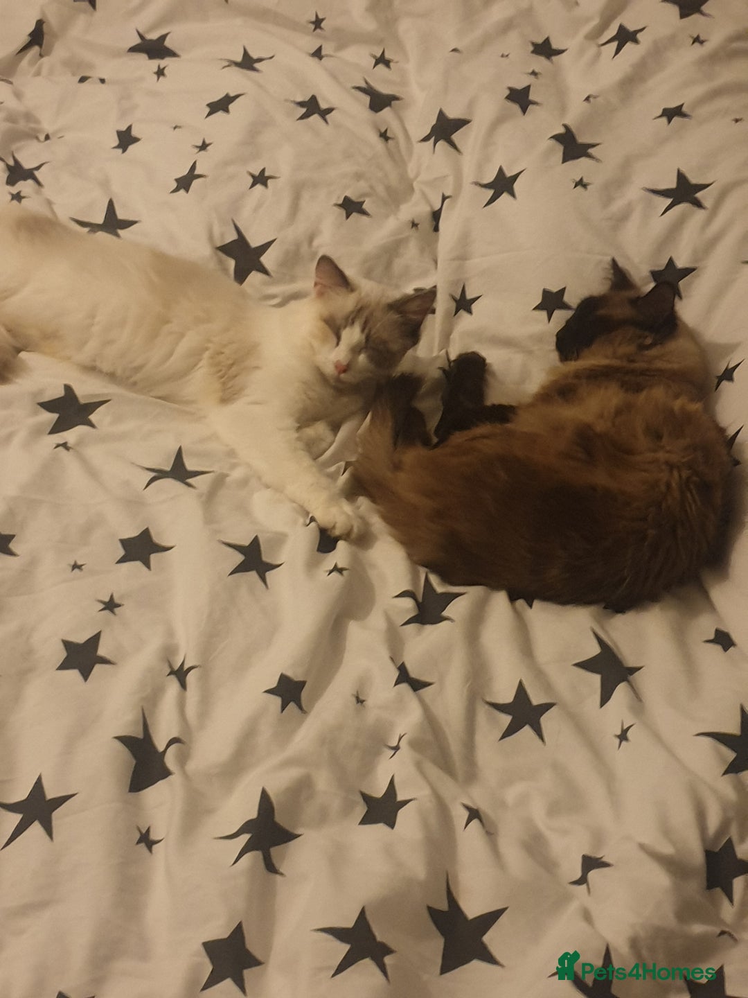 Ragdoll cats for sale: 2 ragdoll cats for rehoming - Image 13