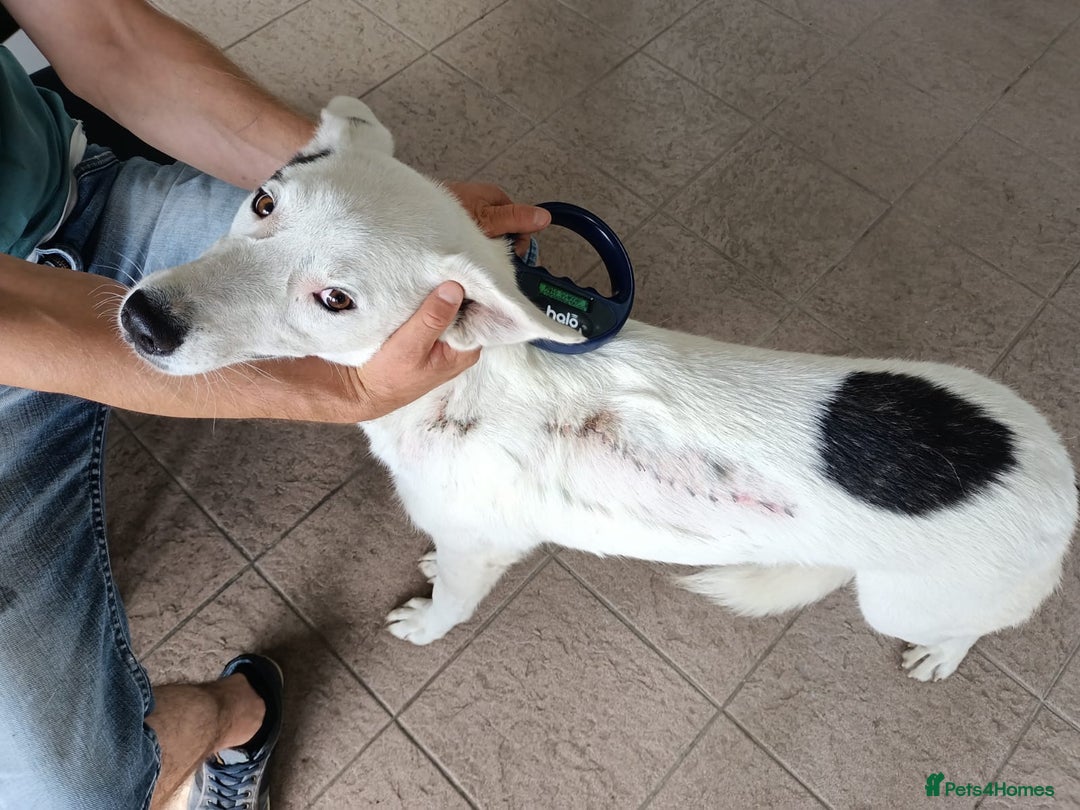 Mixed Breed dogs for adoption: 🌸 MEET BIANCA - a Gentle Girl for a Loving Family - Advert 9